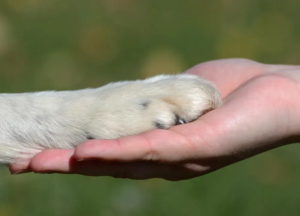 avocat droit des animaux